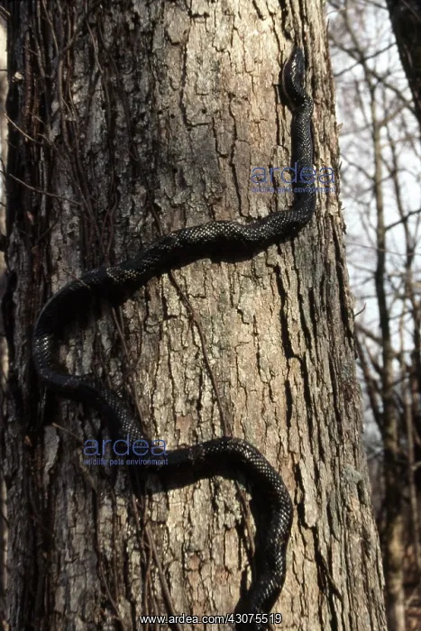 : Texas Rat Snake : Texas Rat Snake