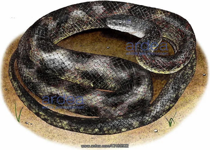 : Texas rat snake : Texas rat snake