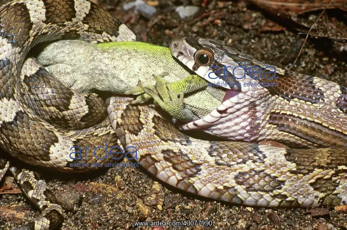 : Texas Rat Snake Eating Anole : Texas Rat Snake Eating Anole