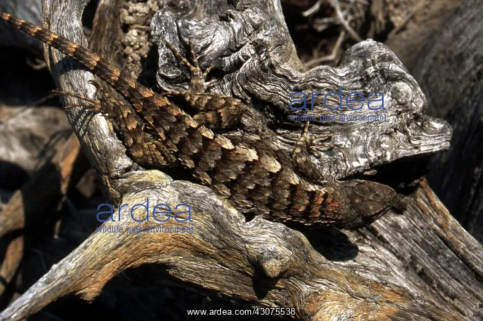 : Texas Spiny Lizard : Texas Spiny Lizard