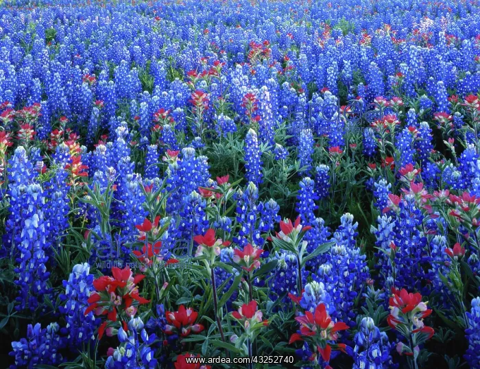 : Texas, Texas Hill Country, Texas Paintbrush : Texas, Texas Hill Country, Texas Paintbrush
