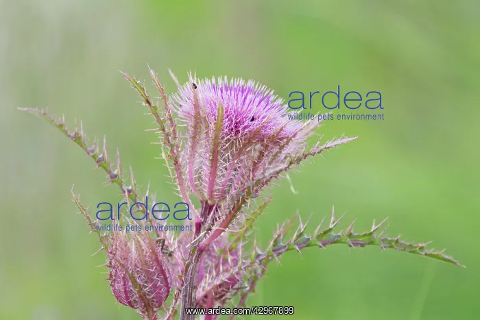 : Texas Thistle : Texas Thistle