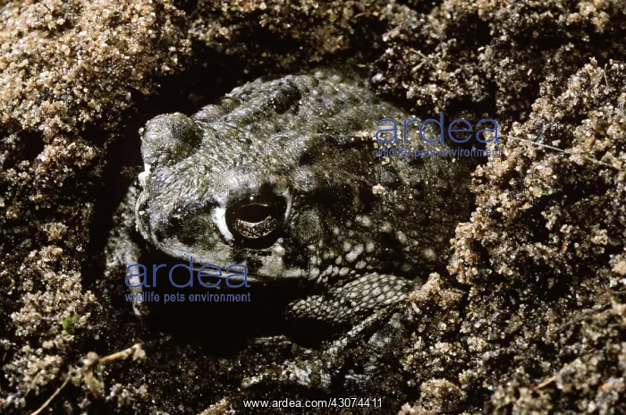 : Texas Toad : Texas Toad