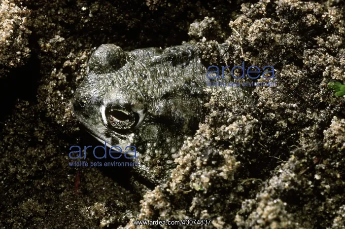 : Texas Toad : Texas Toad