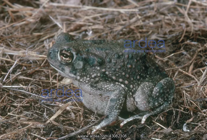 : Texas Toad : Texas Toad