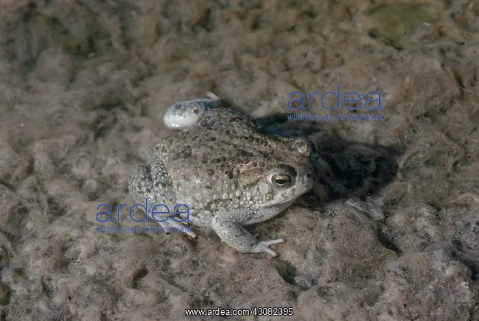 : Texas Toad : Texas Toad