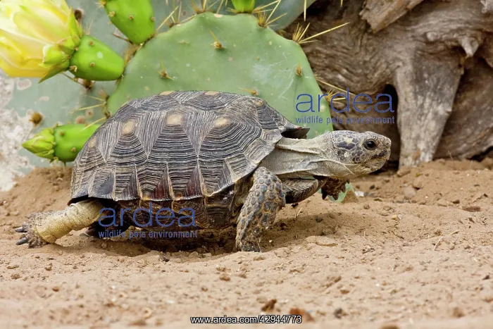 : Texas Tortoise : Texas Tortoise
