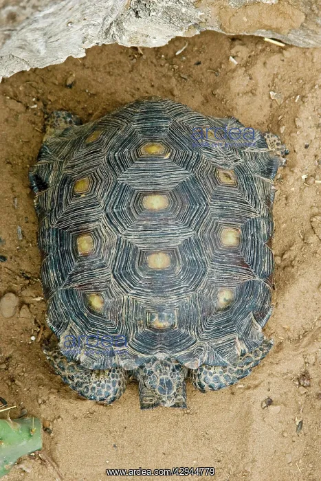 : Texas Tortoise : Texas Tortoise