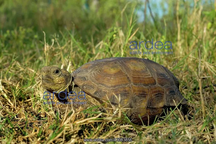  : Texas Tortoise