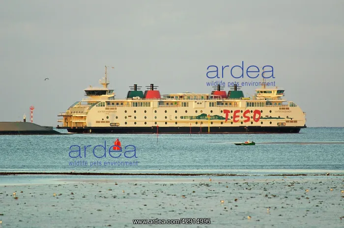 : Texel Ferry - landing at island of Texel : Texel Ferry - landing at island of Texel