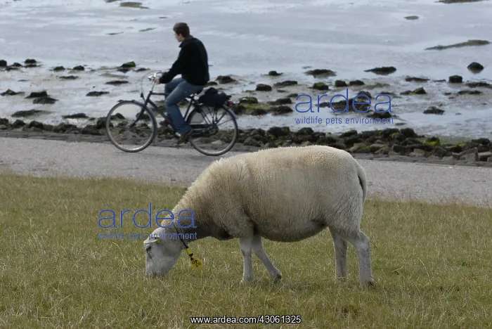: Texel lamb and cyclist island of Terschelling Netherlands : Texel lamb and cyclist island of Terschelling Netherlands
