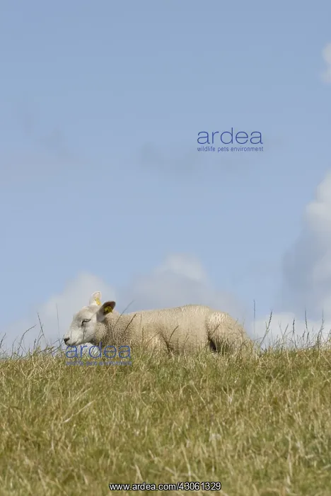 : Texel lamb grazing island of Terschelling Netherlands : Texel lamb grazing island of Terschelling Netherlands