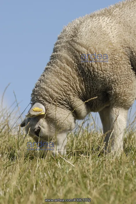 : Texel lamb grazing island of Terschelling Netherlands : Texel lamb grazing island of Terschelling Netherlands