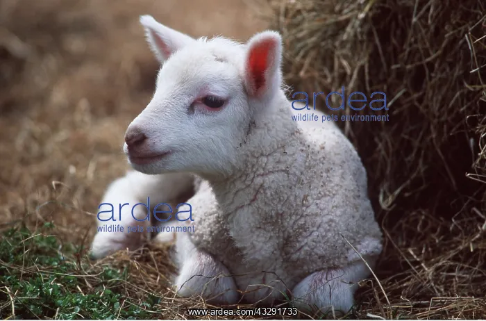 : Texel Lamb, Milk Sheep : Texel Lamb, Milk Sheep