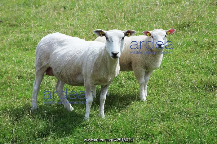  : Texel Milk Sheep - ewe and lamb
