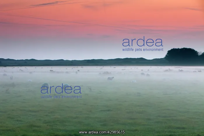  : Texel Sheep