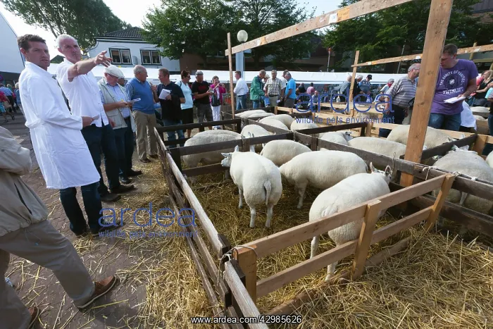: Texel Sheep : Texel Sheep