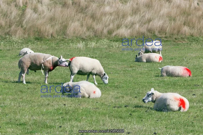 : Texel Sheep : Texel Sheep