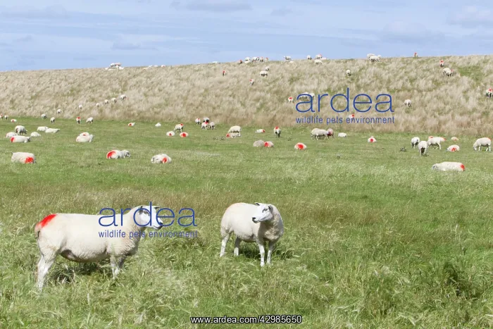 : Texel Sheep : Texel Sheep
