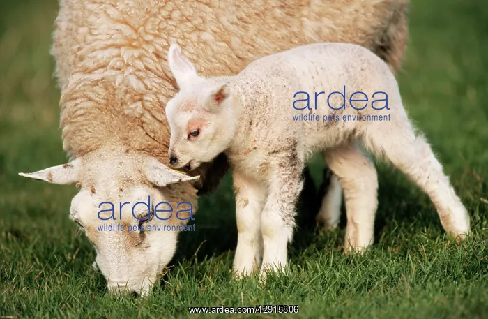 : Texel SHEEP - Ewe with lamb