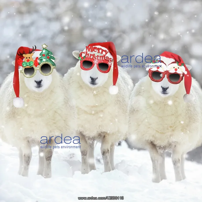 : Texel Sheep, ewes in snow wearing Christmas hats : Texel Sheep, ewes in snow wearing Christmas hats