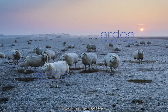 : Texel Sheep - flock on frost covered pasture at : Texel Sheep - flock on frost covered pasture at