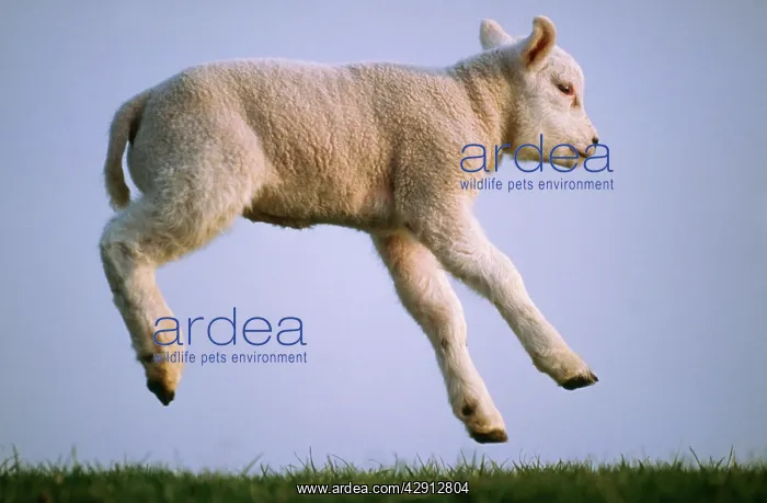 : Texel SHEEP - lamb jumping, airbourne, side view : Texel SHEEP - lamb jumping, airbourne, side view