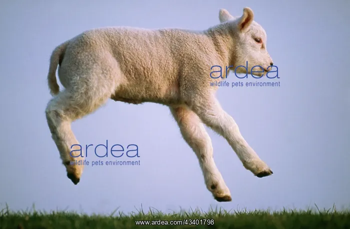 : Texel SHEEP - lamb jumping, airbourne, side view : Texel SHEEP - lamb jumping, airbourne, side view