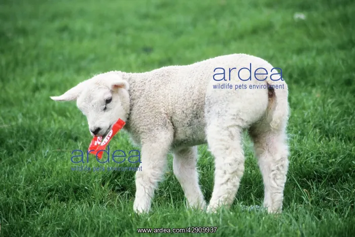 : Texel Sheep - lamb playing with chocolate wrapping paper : Texel Sheep - lamb playing with chocolate wrapping paper