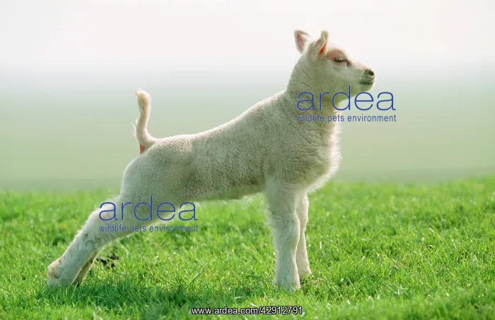 : Texel SHEEP - lamb stretching : Texel SHEEP - lamb stretching