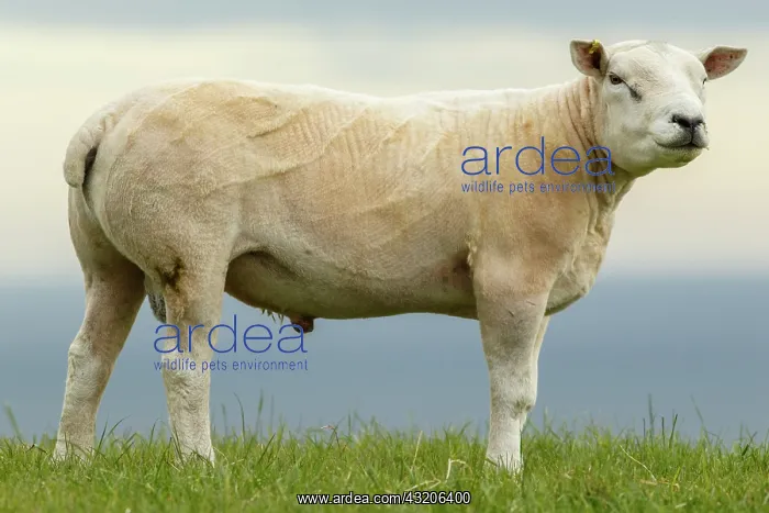 : Texel Sheep male on flied Sctoland, United Kingdom : Texel Sheep male on flied Sctoland, United Kingdom
