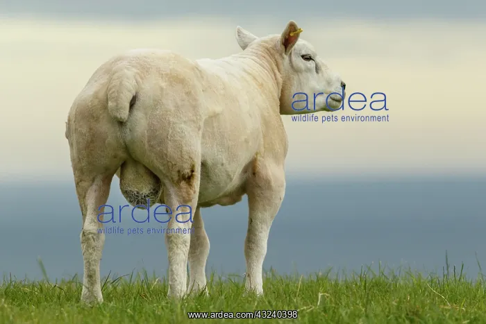 : Texel Sheep male on flied Sctoland, United Kingdom : Texel Sheep male on flied Sctoland, United Kingdom