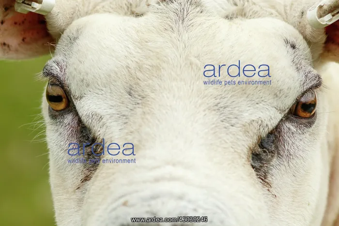 : Texel Sheep male portrait Sctoland, United Kingdom : Texel Sheep male portrait Sctoland, United Kingdom