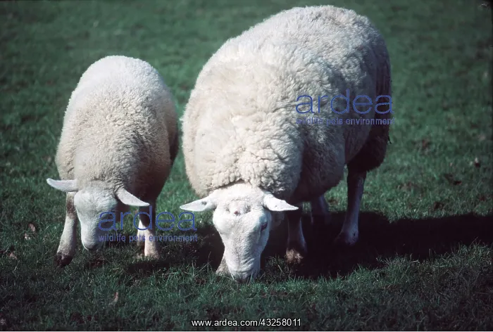  : Texel Sheep - Mother and lamb