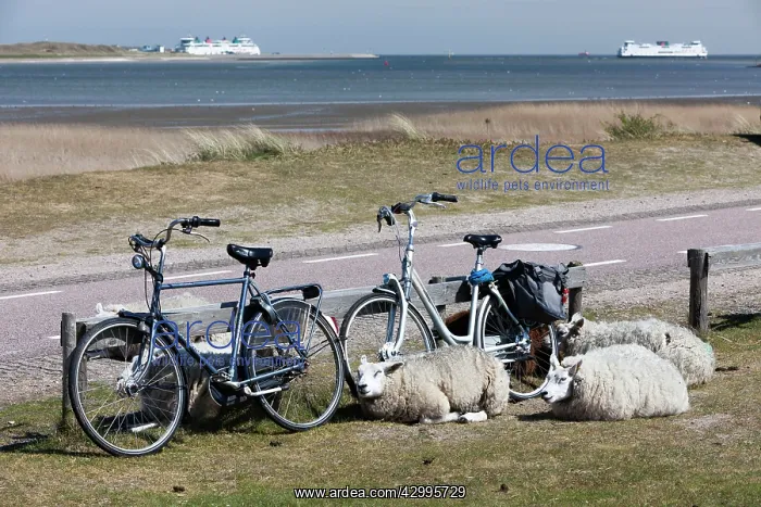 : Texel Sheep - resting beside bicycles with ships : Texel Sheep - resting beside bicycles with ships