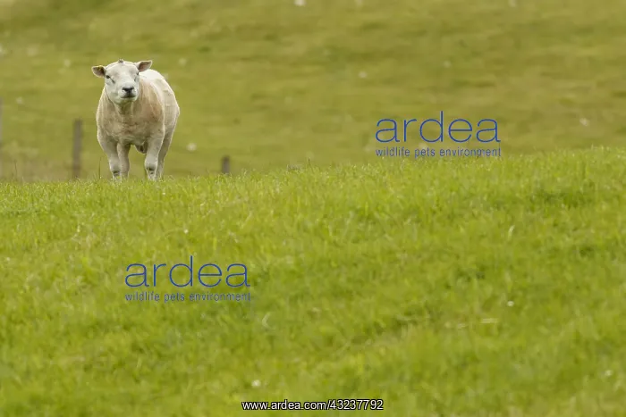 : Texel Sheep - sheared adult male on grassland : Texel Sheep - sheared adult male on grassland
