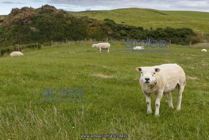 : Texel Sheep - sheared male on field - Sctoland : Texel Sheep - sheared male on field - Sctoland