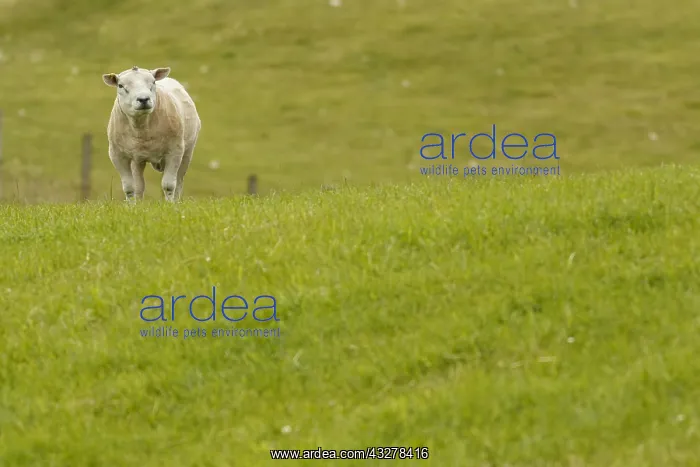 : Texel Sheep - sheared male on field - Sctoland : Texel Sheep - sheared male on field - Sctoland