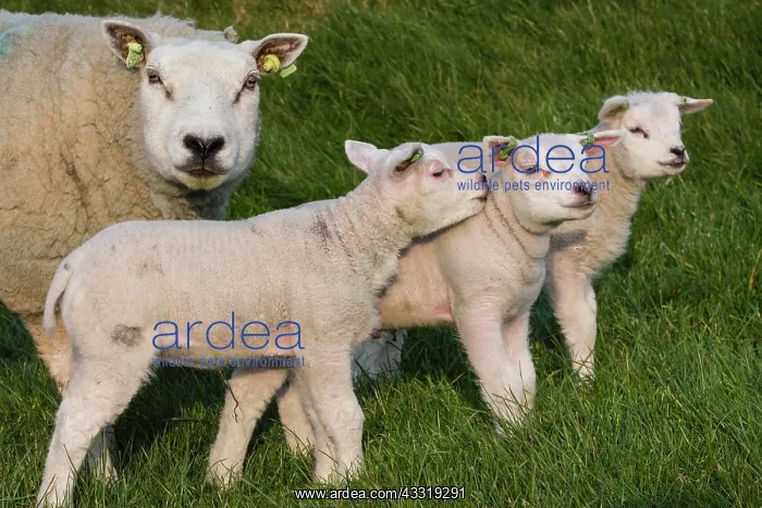 : Texel sheep, Texelaar, Texel, Netherlands : Texel sheep, Texelaar, Texel, Netherlands