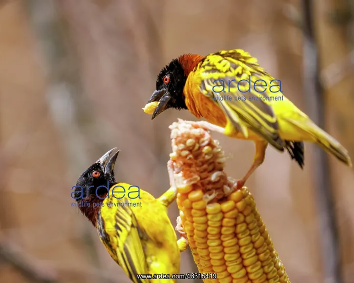 : Textor weaver bird (Ploceus cucullatus), Germany, Europe : Textor weaver bird (Ploceus cucullatus), Germany, Europe