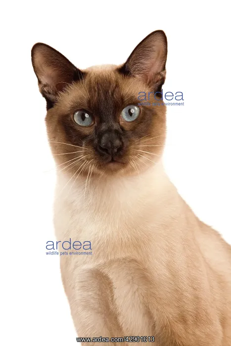  : Thai Cat