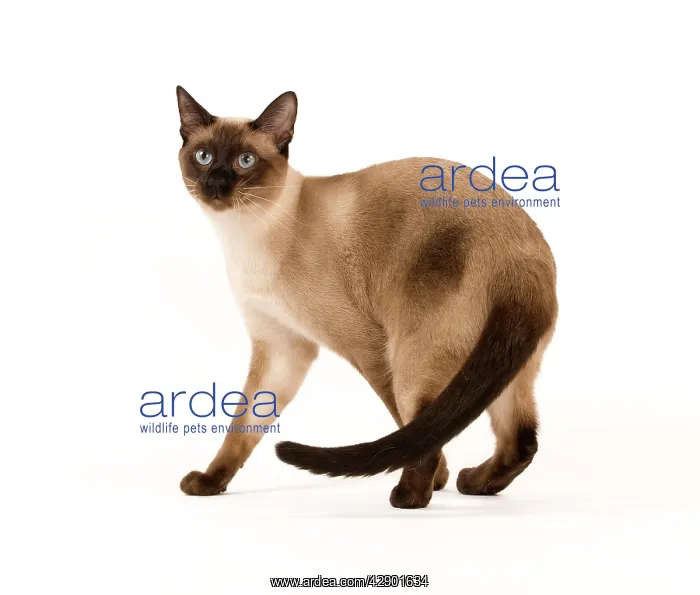  : Thai cat