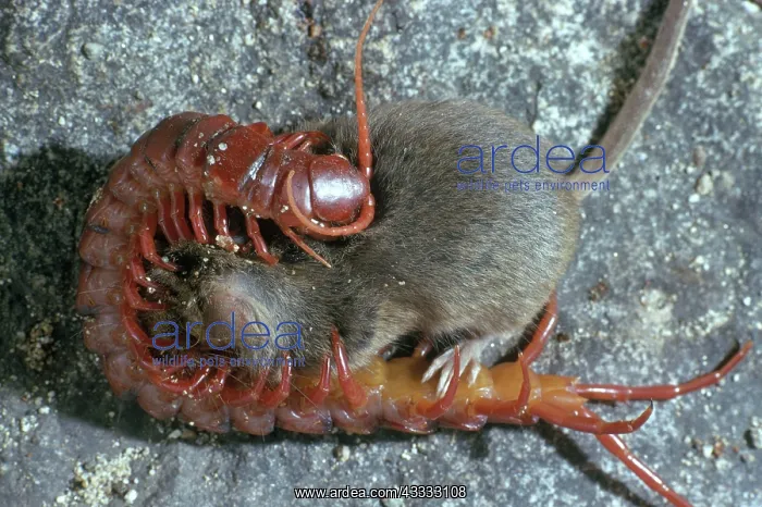 : Thai Centipede : Thai Centipede
