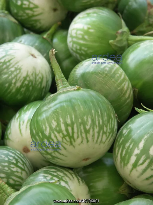 : Thai Eggplant : Thai Eggplant
