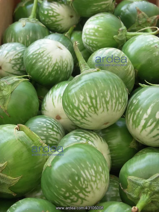 : Thai Eggplant : Thai Eggplant