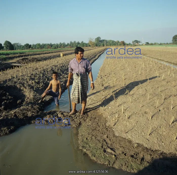 : Thai farmer and son : Thai farmer and son