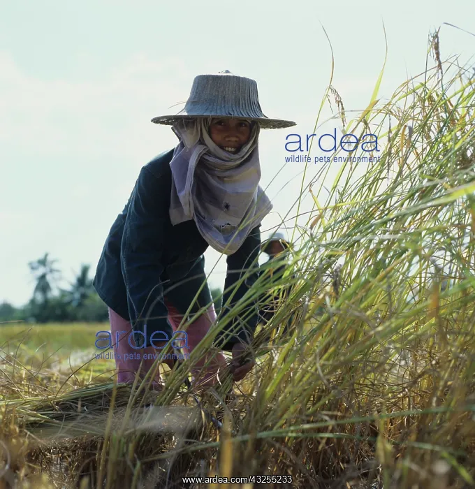 : Thai girl harvesting rice : Thai girl harvesting rice