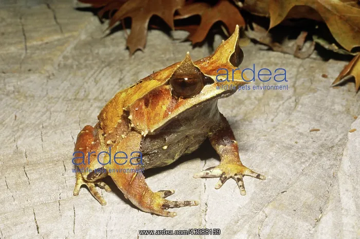 : Thai Leaf Frog : Thai Leaf Frog