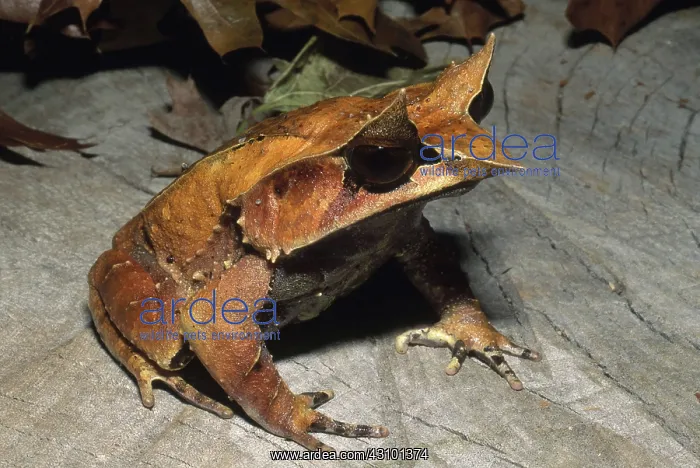 : Thai Leaf Frog : Thai Leaf Frog