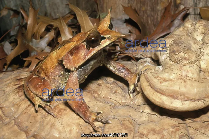 : Thai Leaf Frog : Thai Leaf Frog